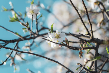 Silverded Almond pretty flower invites to meditation (Japanese cherry tree - jerte Spain)