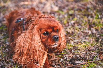 A Cavalier King Charles Spaniel lying on the meadow