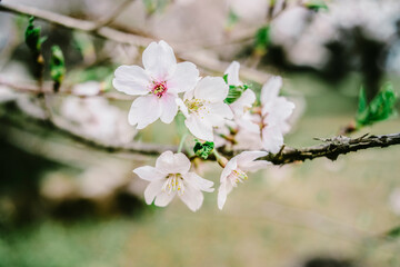 桜_クローズアップ