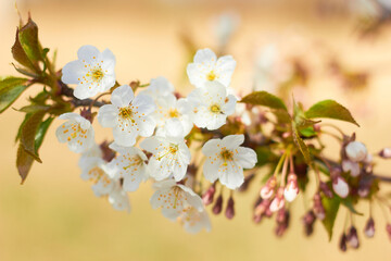 Fototapeta premium Spring white flowers. Cherry blossoms on a sunny day. Beauty of nature. Spring, youth, growth concept.