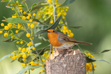 Petirrojo europeo (Erithacus rubecula)