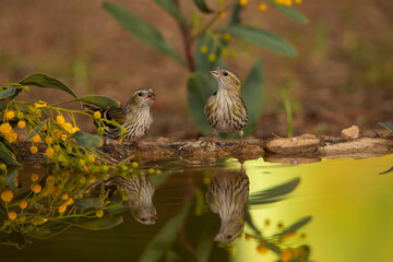 Jilguero lúgano en el borde del estanque reflejados en el agua (Carduelis spinus)