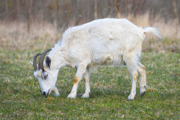 White goat grazes on a sunny spring day