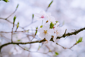 桜_クローズアップ