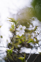 桜_クローズアップ