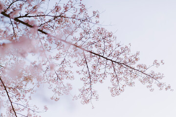 桜_クローズアップ