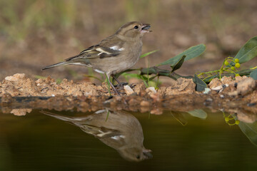 pinzón vulgar (Fringilla coelebs) 