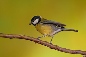 Carbonero común en una rama (Parus major)