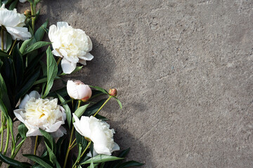 Beautiful white peonies on a gray concrete background. A bouquet of pale pink flowers, cement texture. Bloom, leaves, and buds.The creative concept of home comfort and decoration. Great for postcards. - 416101607