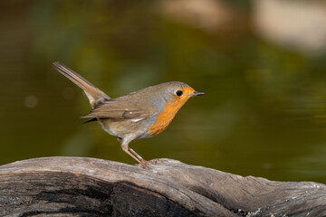 Petirrojo europeo sobre un viejo tronco en el suelo del parque (Erithacus rubecula)