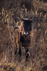 exmoor wild horse