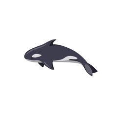 Isolated Killer whale or Orca in Cartoon style, vector whale on white isolated background, isolated Orca jumps, concept of Ocean life and Aquatic Animals, Nature and Environment, also Wildlife.