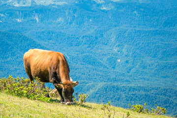 Summer landscapes of the Caucasus mountains in Rosa Khutor, Russia, Sochi, Krasnaya Polyana. Peak 2320m. A cow grazes on a mountain meadow
