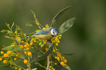 Herrerillo común posado en un arbusto verde y amarillo  (Cyanistes caeruleus)