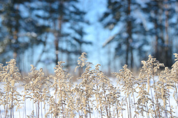 Dry branches of grass and flowers on a winter snowy field. Seasonal cold nature background. Winter landscape details. Wild plants frozen and covered with snow and ice in meadow.