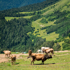 Fototapeta premium Summer landscapes of the Caucasus mountains in Rosa Khutor, Russia, Sochi, Krasnaya Polyana. Peak 2320m. A herd of cows grazing in a mountain meadow
