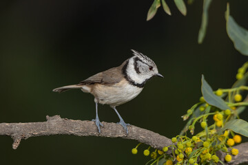 Herrerillo capuchino posado en una rama (Lophophanes cristatus)