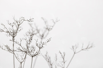 Dry branches of grass and flowers on a winter snowy field. Seasonal cold nature background. Winter landscape details. Wild plants frozen and covered with snow and ice in meadow.