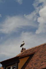 stork on the roof