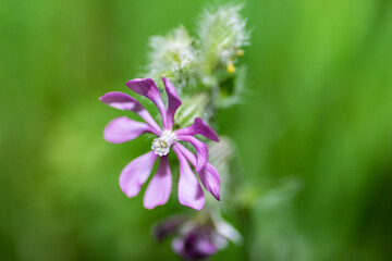 flower in the garden