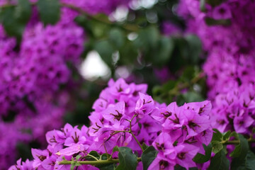 Purple bougainvillea flowers in a garden. Selective focus.