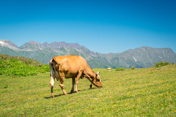 Fototapeta premium Summer landscapes of the Caucasus mountains in Rosa Khutor, Russia, Sochi, Krasnaya Polyana. Peak 2320m. A cow grazes on a mountain meadow