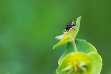 fly on a green leaf