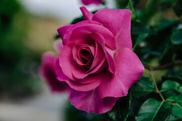 赤紫の薔薇_ガーデニングイメージ