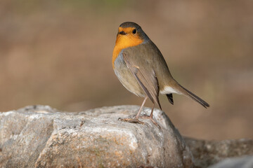 Petirrojo europeo posado en una piedra (Erithacus rubecula)