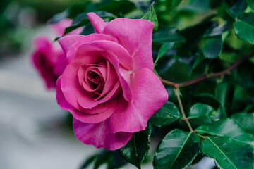 赤紫の薔薇_ガーデニングイメージ