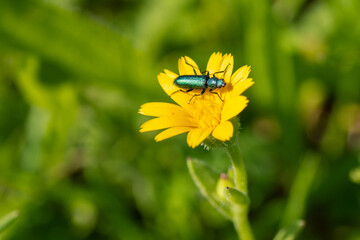 insect on yellow flower