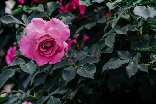 赤紫 Photos Royalty Free Images Graphics Vectors Videos Adobe Stock 赤紫 Photos Royalty Free Images Graphics Vectors Videos Adobe Stock