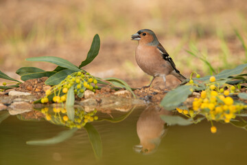 pinzón vulgar reflejado en el estanque rodeado de arbustos (Fringilla coelebs) 