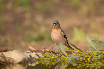pinzón vulgar en el suelo del parque (Fringilla coelebs) 