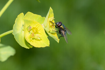 fly on yellow flower