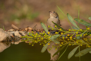 pinzón vulgar reflejado en la charca junto a unos arbustos verdes y amarillos (Fringilla coelebs) 