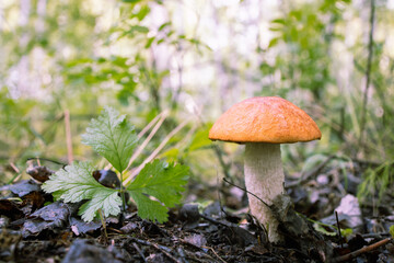 boletus in natural natural conditions of growth