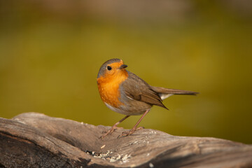 Petirrojo europeo (Erithacus rubecula) Marbella Andalucía España	