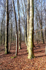 autumn in the forest