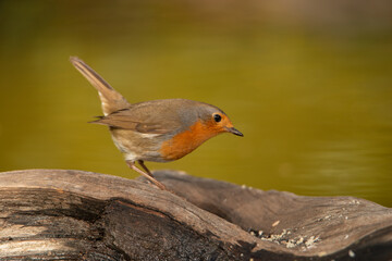 Petirrojo europeo posado en un tronco viejo de la charca  (Erithacus rubecula)