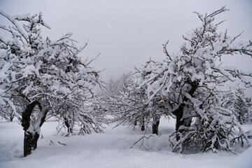 alberi di mele con neve 
