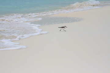 small bird on the beach