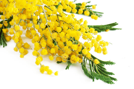 mimosa plant with round fluffy yellow flowers isolated on white
