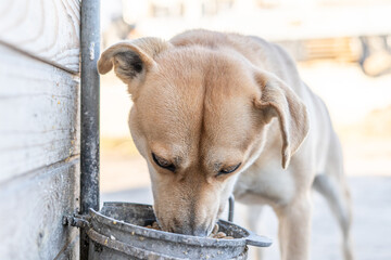 Photo of a coffee-colored dog eating dry food