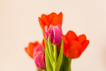 Beautiful bouquet of red and pink tulips for Valentine's Day for girlfriend's day