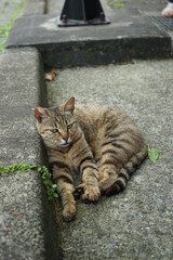 Obraz premium A cute cat resting on the side of the road.