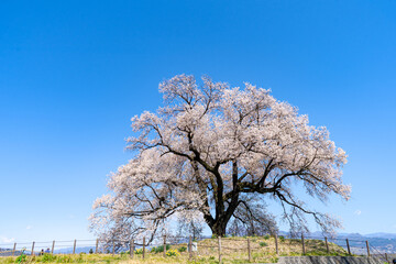 わに塚の桜。日本。山梨県韮崎市。