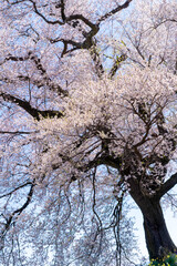 わに塚の桜。日本。山梨県韮崎市。