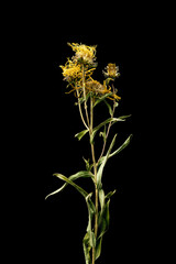 Dried dead Dandelion flower isolated on black background. Sample of a flower in oriental style with pastel colors.