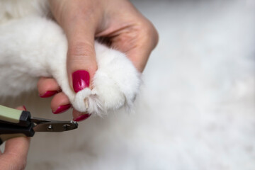 Cutting off domestic cat's claws. Pet care